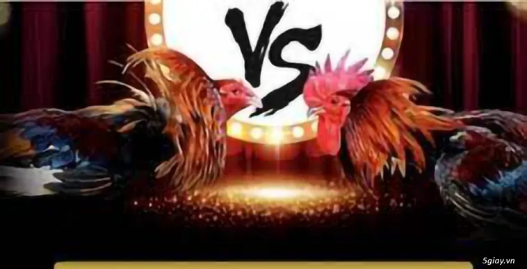 Đá Gà EV88 Trực Tiếp Trận Đấu Kinh Điển Rinh Thưởng Lớn Ngay