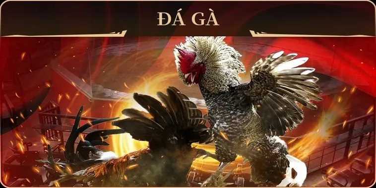 Chinh Phục Sảnh Đá Gà GA28 Tại EV88 Với Chiến Thuật Đỉnh Cao 2 Chinh Phục Sảnh Đá Gà GA28 Tại EV88 Với Chiến Thuật Đỉnh Cao