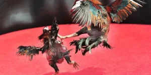 Bí Quyết Chơi Đá Gà Sabong Tại EV88 Thắng Lớn Như Cao Thủ