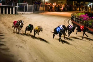 Hướng Dẫn Cách Chơi Đua Chó EV88 Từ Cơ Bản Đến Chuyên Nghiệp