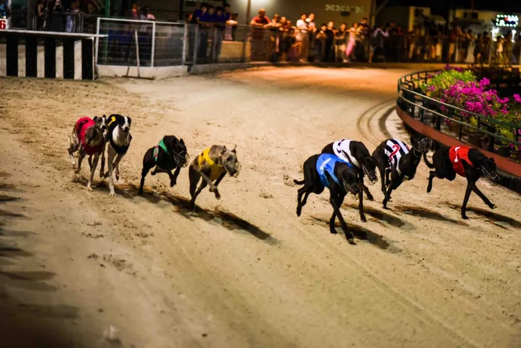 Hướng Dẫn Cách Chơi Đua Chó EV88 Từ Cơ Bản Đến Chuyên Nghiệp 1 Hướng Dẫn Cách Chơi Đua Chó EV88 Từ Cơ Bản Đến Chuyên Nghiệp