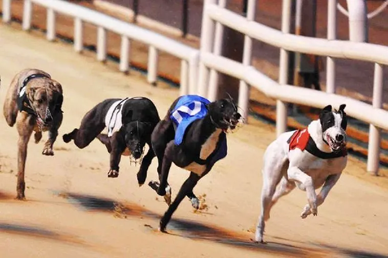 Hướng Dẫn Cách Chơi Đua Chó EV88 Từ Cơ Bản Đến Chuyên Nghiệp 2 Hướng Dẫn Cách Chơi Đua Chó EV88 Từ Cơ Bản Đến Chuyên Nghiệp