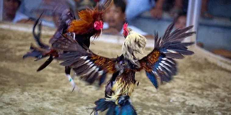 Bí Quyết Chơi Đá Gà Sabong Tại EV88 Thắng Lớn Như Cao Thủ 2 Bí Quyết Chơi Đá Gà Sabong Tại EV88 Thắng Lớn Như Cao Thủ